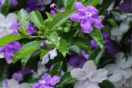 Bật bí ý nghĩa phong thủy từ hoa nhài nhật