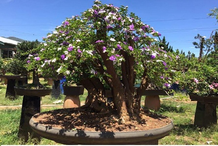 Trồng hoa nhài nhật bon sai thu tiền tỷ