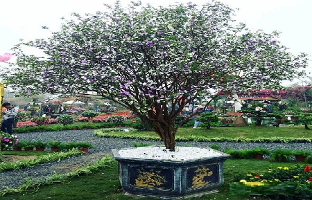 Giá trị cây nhài nhật cổ lên đến trăm triệu