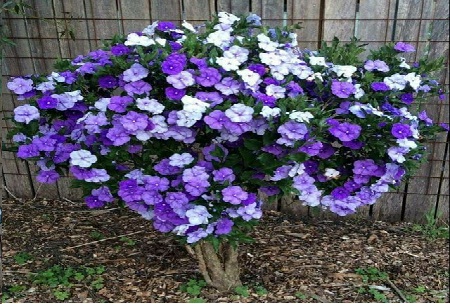 Tô điểm vườn nhà bằng sắc hoa trắng tím của hoa nhài nhật thơm ngát