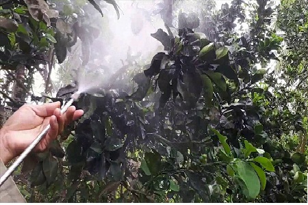 Quy trình xử lý thuôc bảo vệ thực vật cho cây bưởi da xanh