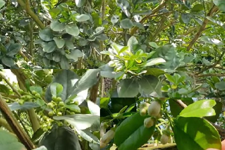 Nguyên lý ưu tiên dinh dưỡng trong cây trồng