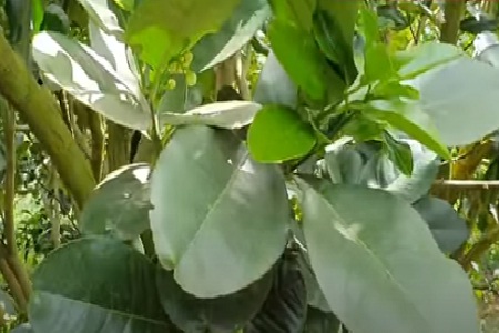 Cây bưởi da xanh vừa ra hoa vừa ra đọt non