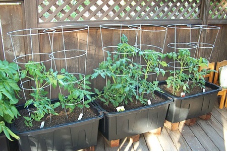 Tuyệt chiêu trồng cà chua thùng xốp nhiều trái