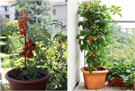 Trồng cà chua chuỗi ngọc trang trí không gian nhà của đẹp lung linh