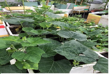 Bất ngờ trồng bí đỏ trong thùng xốp hiệu quả cao