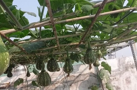 Trồng bí đỏ trên sân thượng sai trĩu quả