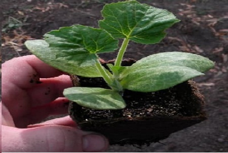 Cách ươm hạt bí đỏ đơn giản thành công 100%