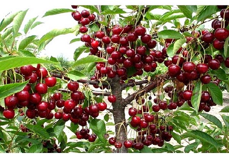 Quả Cherry có giá trị dinh dưỡng cao