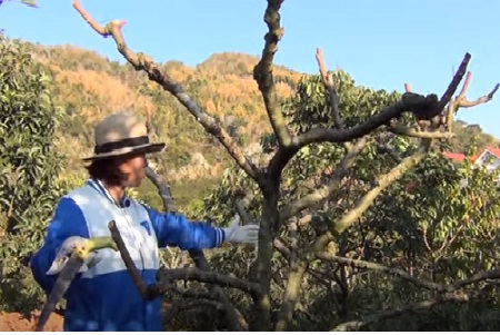 Kỹ thuật cắt tỉa cây na tạo năng suất cao