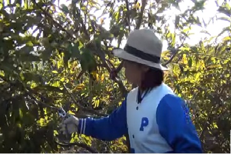 Thời điểm cắt tỉa cây na chuẩn bị vụ mới?