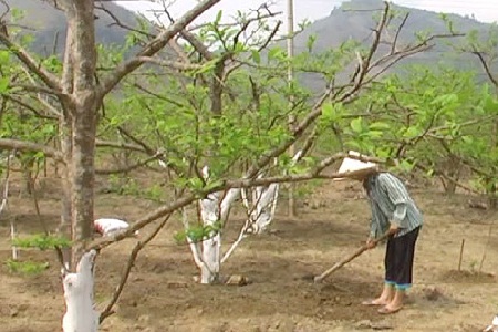 Bón phân cho cây na đúng kỹ thuật tạo năng suất cao