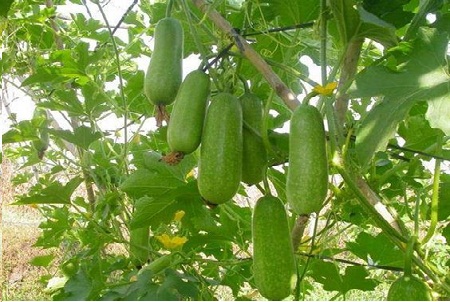 Mách nhỏ cách trồng bí đao trên sân thượng