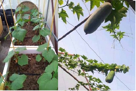 Bất ngờ với cách trồng bí xanh trên sân thường sai trĩu quả