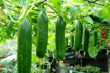 Bắt mắt với gian bí xanh trên sân thượng kín quả