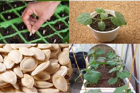 Những điều cần biết khi trồng bí xanh