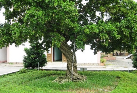 Cây Nguyệt Quế lá nhỏ thân xoắn