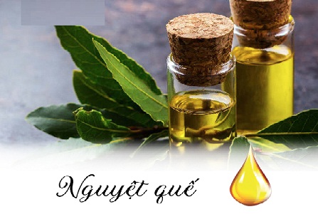 Giá trị tuyệt vời từ tinh dầu Nguyệt Quế