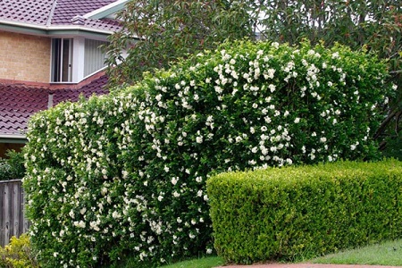 Trồng cây Nguyệt Quế làm hàng rào tuyệt đẹp