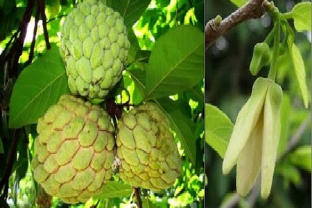 Thụ phấn bổ huyết bổ huyết giúp làm tăng năng suất cho cây na