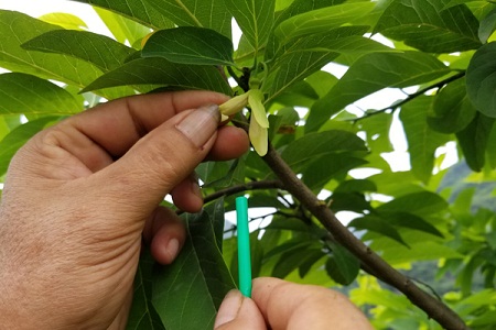 Mách cách thụ phấn cho cây na sai quả