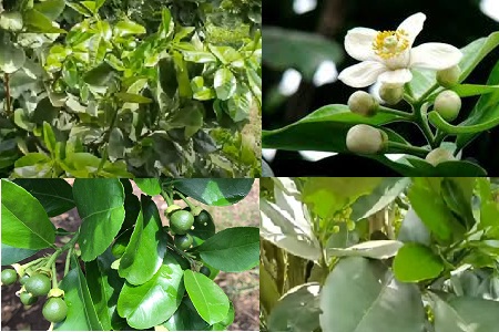 Quy trình xử lý khi cây bưởi da xanh vừa ra hoa vừa ra đọt non