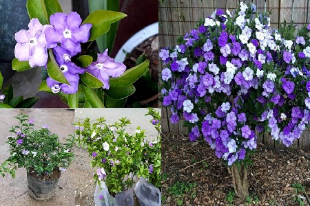 Cách trồng hoa nhài nhật cho hoa quanh năm