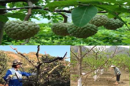 Quy trình chăm sóc cây na chuẩn bị cho vụ mới