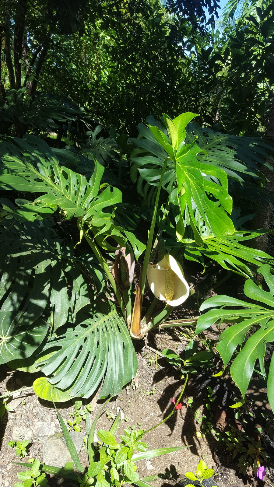 Monstera deliciosa Liebm