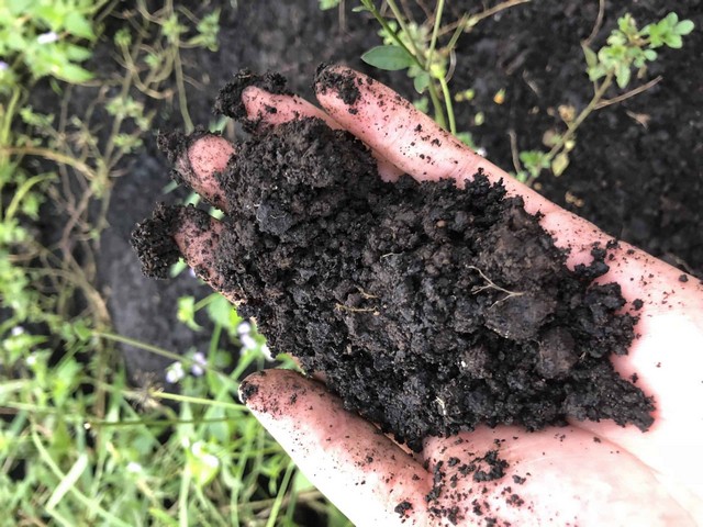 Đất sét trồng hoa hồng có được không?