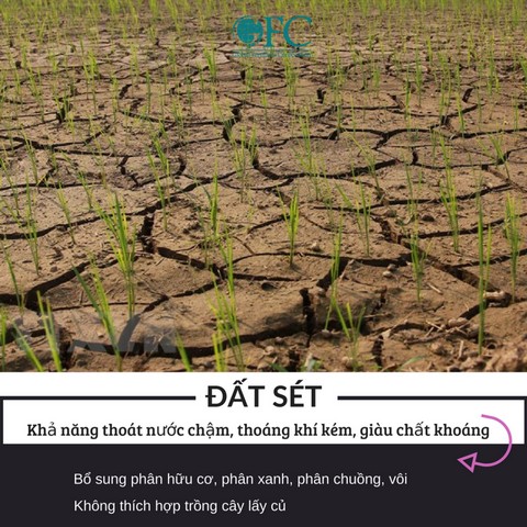 Đất sét giữ ẩm, dinh dưỡng tốt nhưng lại bí khí và không tơi xốp