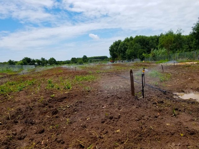 Béc tưới phun sương được ứng dụng nhiều trong các vườn ươm lan