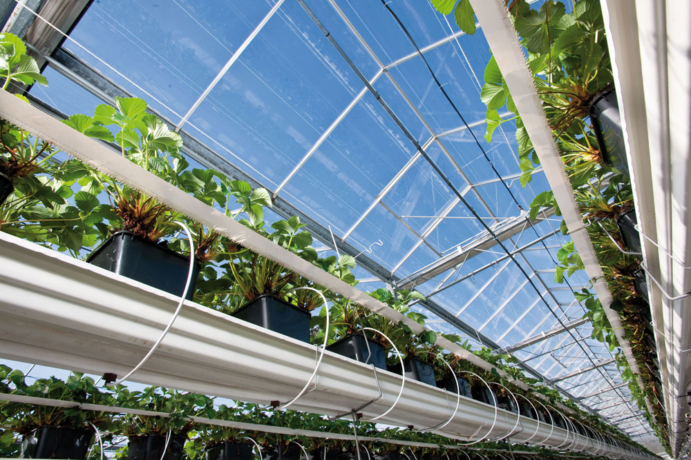 Tưới nhỏ giọt cho nhà màng nhà kính