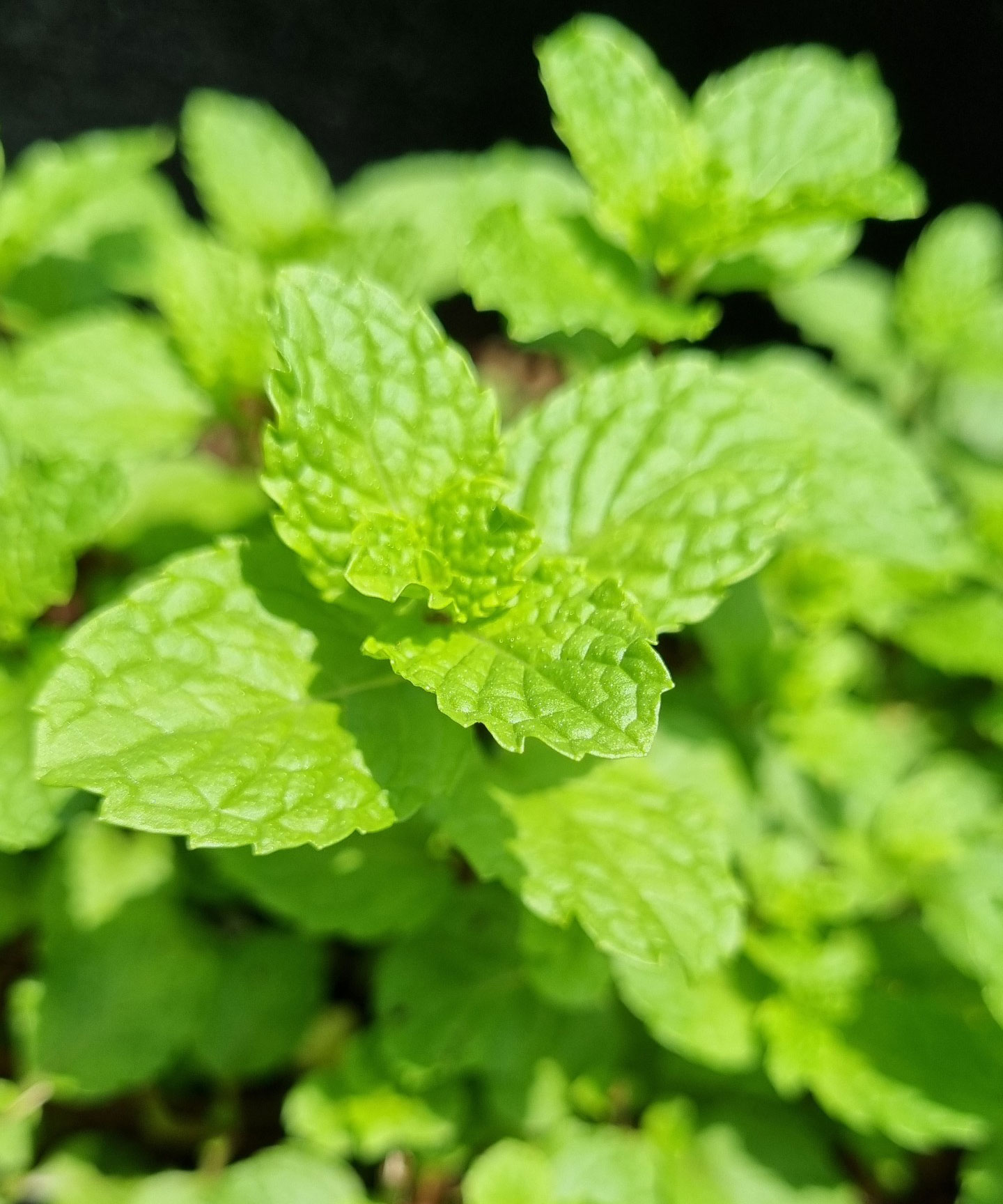 Kinh doanh rau gia vị online