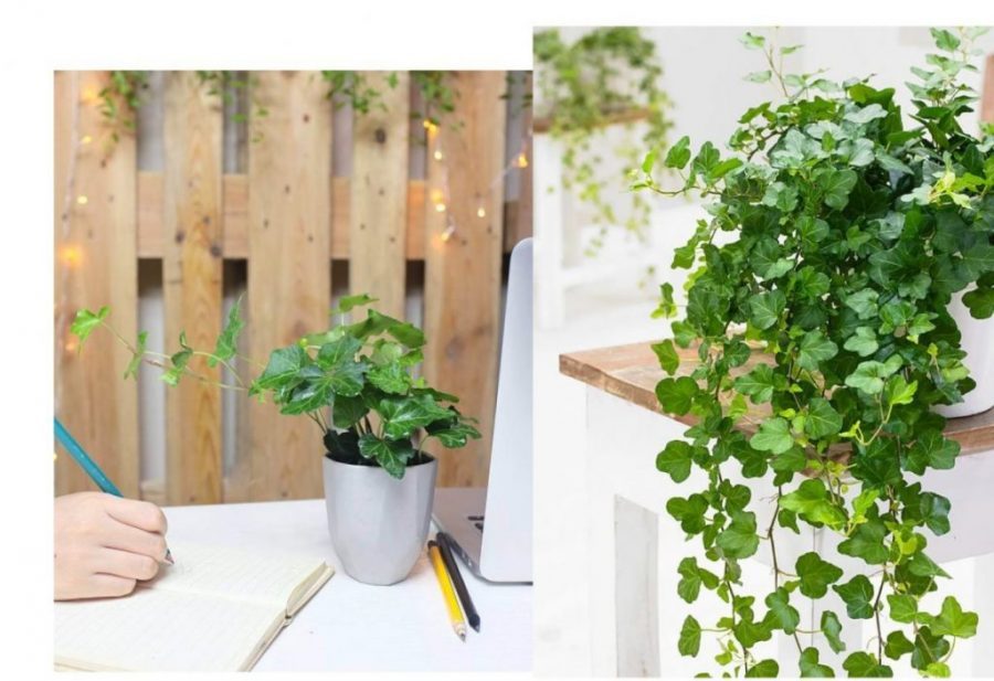 Đá Perlite trồng cây kiểng xanh tốt, khỏe mạnh 2