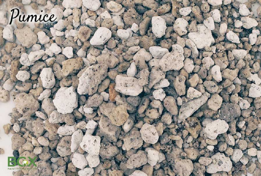 đá pumice trồng cây trầu bà lá xẻ 1