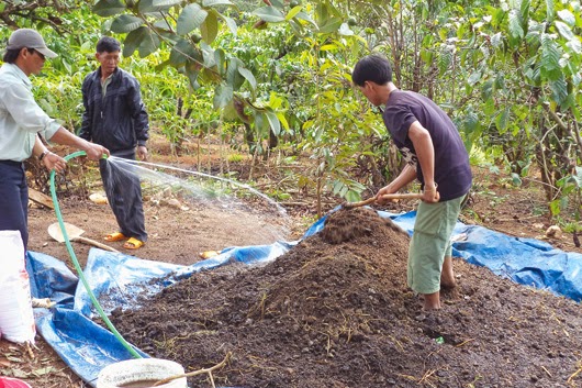 Bí kíp ủ phân bò vi sinh bằng chế phẩm sinh học không phải ai cũng biết 2