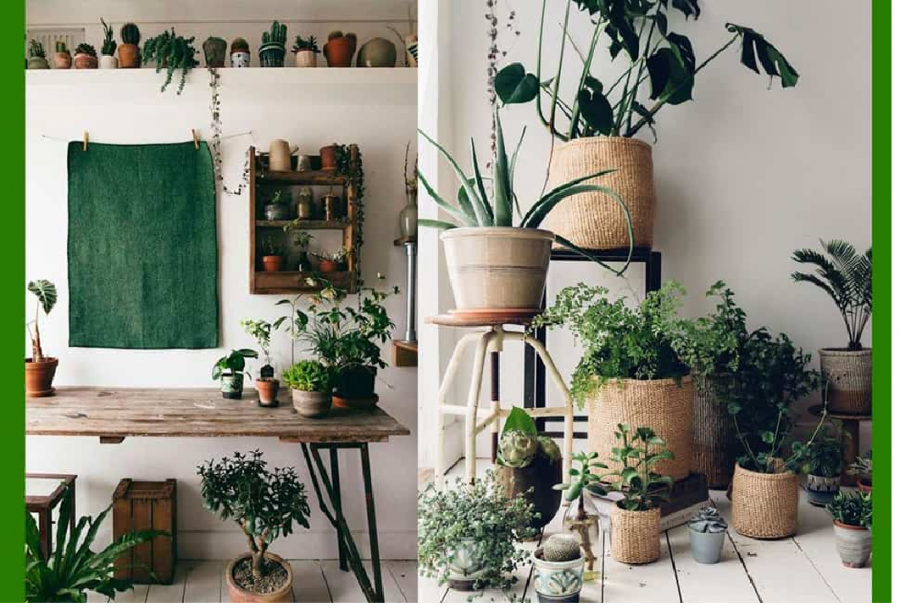 Cách cải tạo đất trồng cây nội thất hiệu quả cho nhà vườn 1