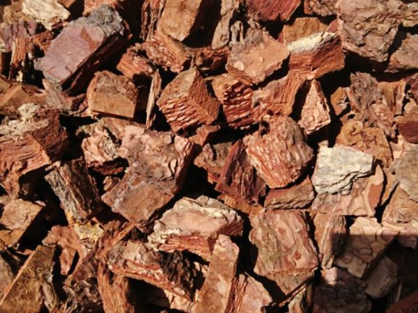 Cách xử lý vỏ thông trồng lan đơn giản hiệu quả cao 2