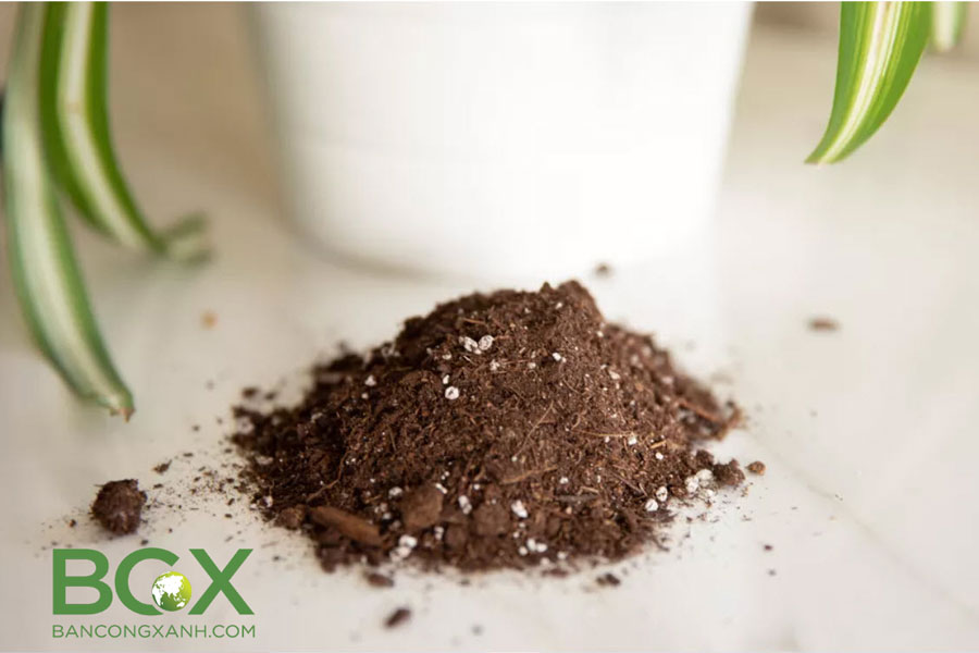 Công dụng của đá Pumice trong đất trồng cây 2