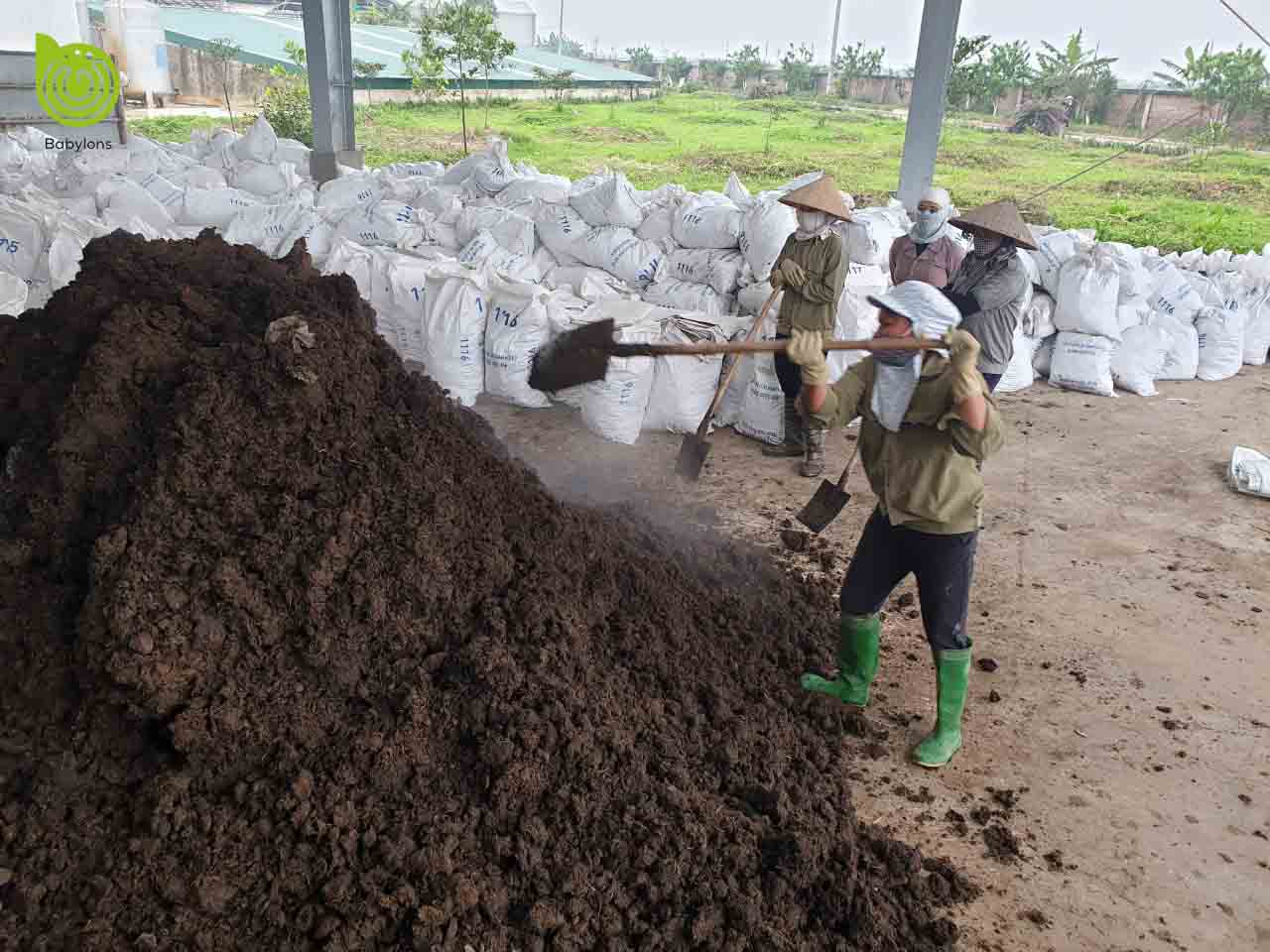 Hé lộ bí kíp xử lý phân bò tươi bằng phương pháp ủ nguội 1