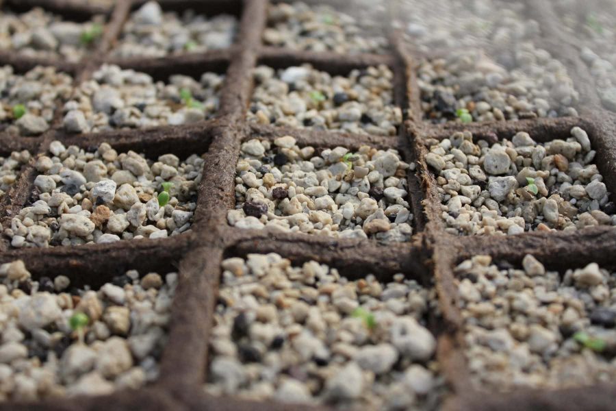 Hướng dẫn sử dụng đá Pumice trồng lan 1