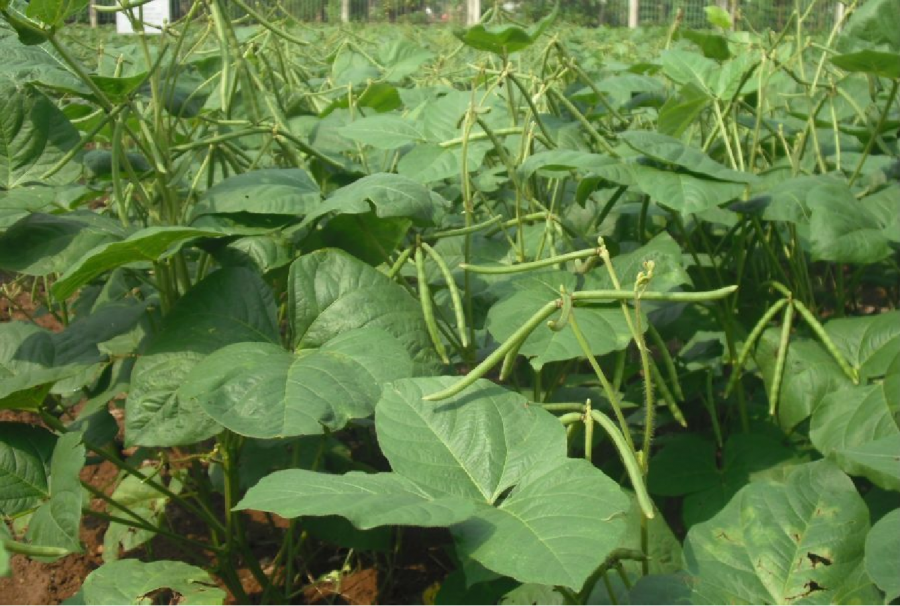 Kỹ thuật cải tạo đất bạc màu 1