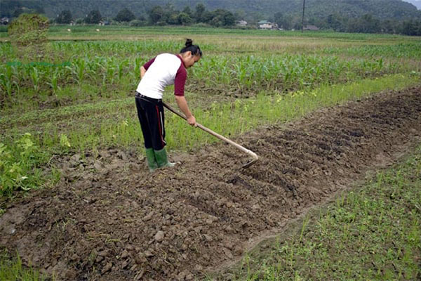 Kỹ thuật cải tạo đất bạc màu 2