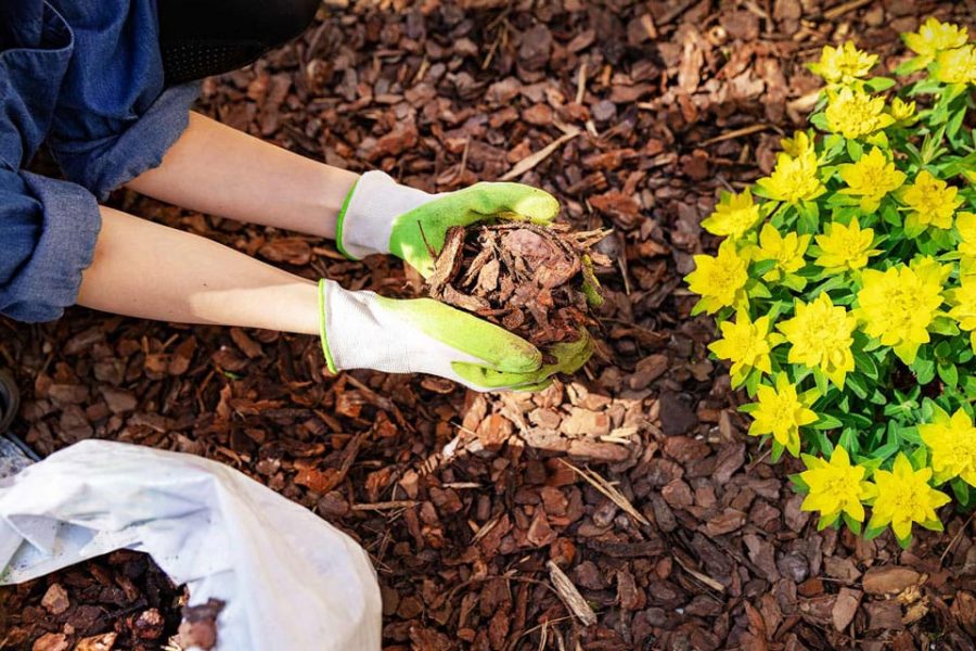 Những lý do cho thấy bạn nên chọn vỏ thông trồng lan 2