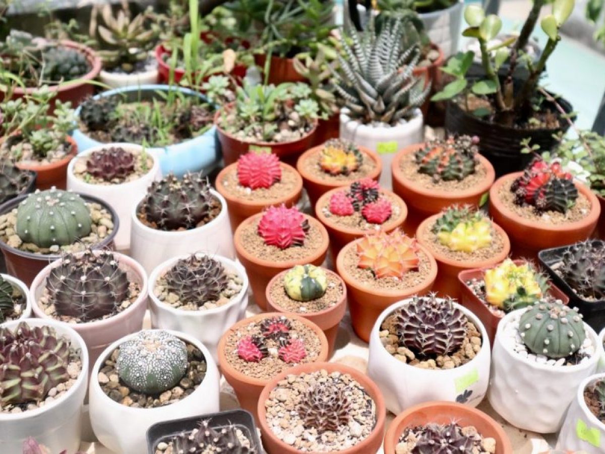 Phối đá Perlite trồng sen đá xinh yêu cho mọi tín đồ 1