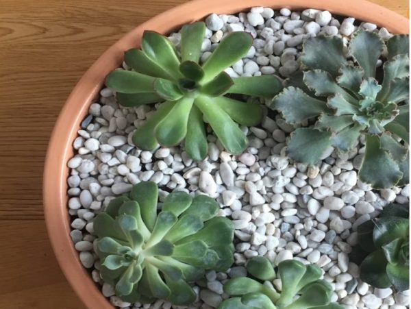 Phối đá Perlite trồng sen đá xinh yêu cho mọi tín đồ 2