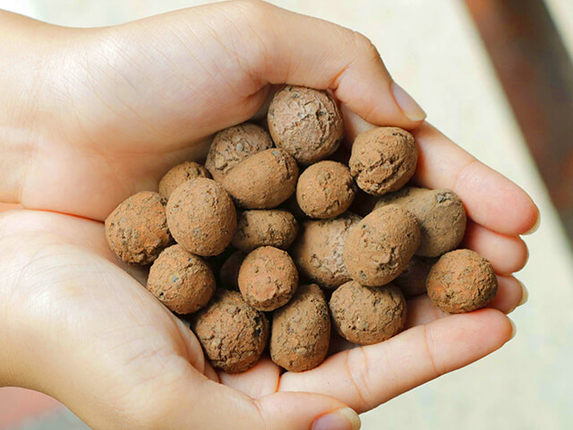 Sử dụng viên đất nung trồng rau mầm cực dễ 1