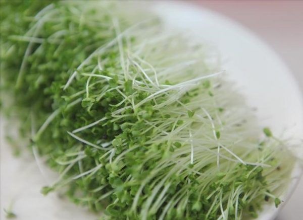 Sử dụng viên đất nung trồng rau mầm cực dễ 2