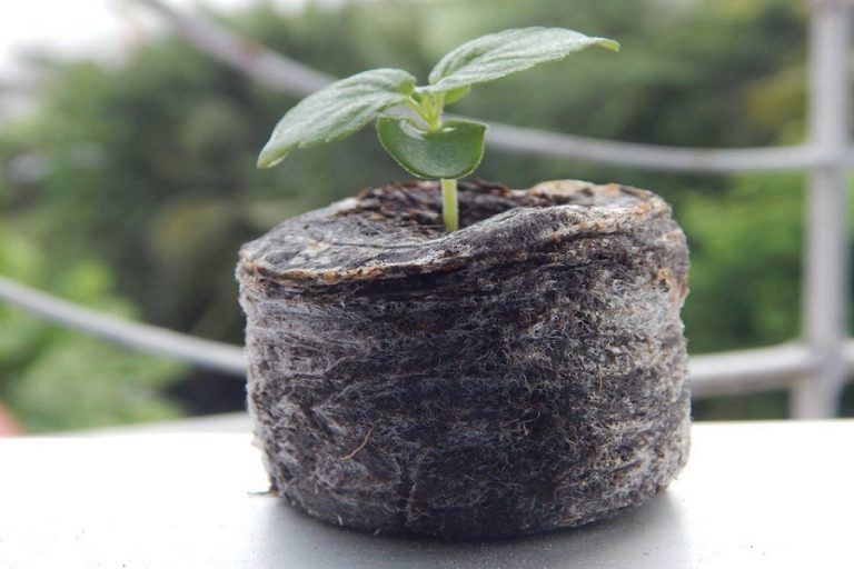 Viên nén xơ dừa ươm cây là gì - Cách sử dụng viên nén xơ dừa 3